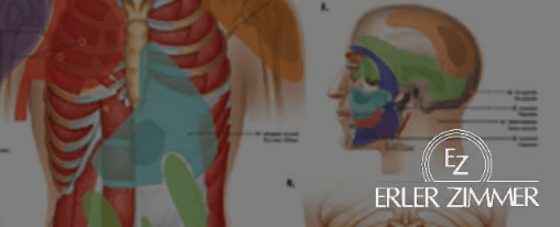 Erler-Zimmer online kaufen im Kübler Sport Onlineshop Detailgetreue anatomische Modelle und Lehrmittel von Erler-Zimmer für den Therapiebedarf