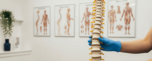 Anatomie Lehrmittel f&uuml;r Therapiebedarf, Ausbildung und Patientenaufkl&auml;rung