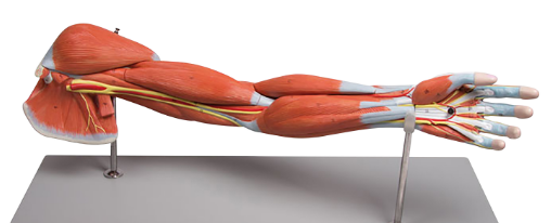 Abbildung eines anatomischen Armskeletts als Modell f&uuml;r den Therapiebedarf