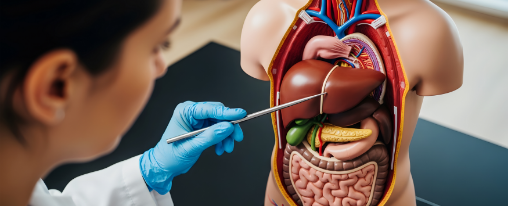 Torso-Modell online kaufen bei Kübler Sport Ein Torso-Modell zur anatomischen Darstellung des menschlichen Oberkörpers für Therapiebedarf