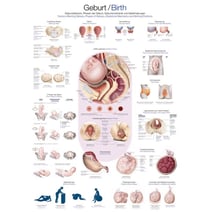 Lehrtafel - Geburt