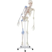 Erler-Zimmer Skelett Max, beweglich