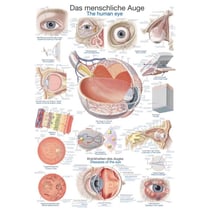 Lehrtafel - Das menschliche Auge