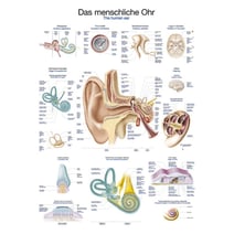 Lehrtafel - Das menschliche Ohr