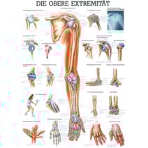 Lehrtafel - Obere Extremität