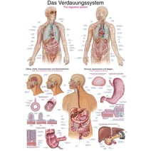 Lehrtafel - Das Verdauungssystem
