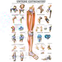 Lehrtafel - Untere Extremität
