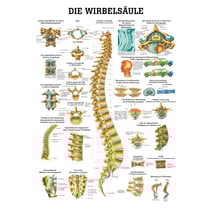 Lehrtafel, Poster - Die Wirbelsäule