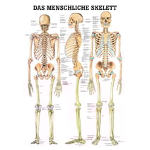 Lehrtafel, Poster - Das menschliche Skelett