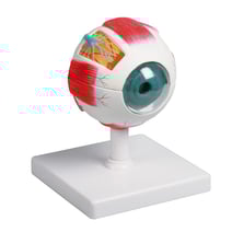 Erler-Zimmer Augenmodell, Augmented Anatomy