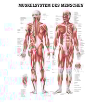 Lehrtafel, Poster - Muskelsystem des Menschen