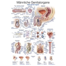 Lehrtafel - Männliche Genitalorgane