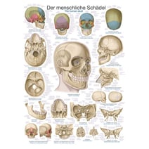 Lehrtafel - Der Schädel