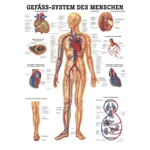 Lehrtafel, Poster - Das Gefäßsystem des Menschen