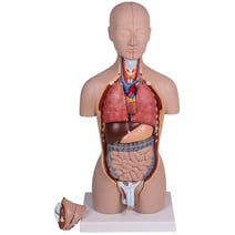 Erler-Zimmer Mini-Torso, 16-teilig