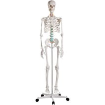 Erler-Zimmer Schulskelett Oscar