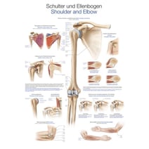Lehrtafel - Schulter und Ellenbogen