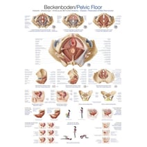 Lehrtafel - Beckenboden