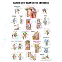 Lehrtafel - Bänder und Gelenke des Menschen