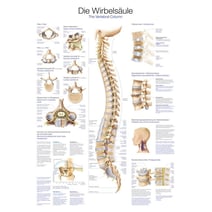 Lehrtafel - Die Wirbelsäule