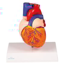 Erler-Zimmer Herzmodell, Augmented Anatomy