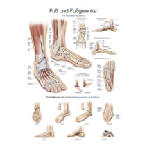 Lehrtafel - Fuß und Fußgelenke