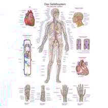 Lehrtafel - Das Gefäßsystem