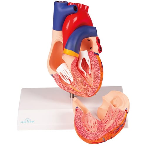  Augmented Anatomy