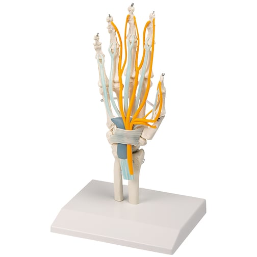 Erler-Zimmer Hand mit Sehnen, Nerven und Karpaltunnel