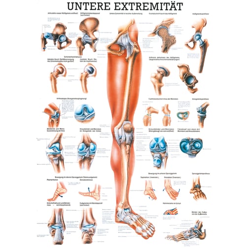 Lehrtafel - Untere Extremität