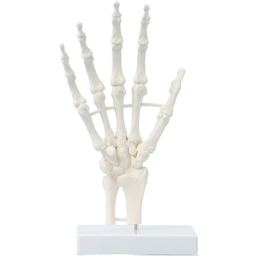 Erler-Zimmer Handskelett