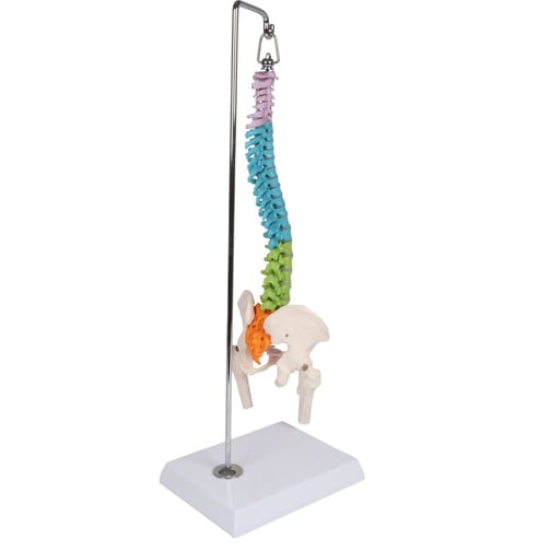 Erler-Zimmer Flexible Mini-Wirbelsäule