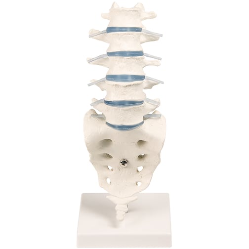 Erler-Zimmer Lendenwirbelsäule