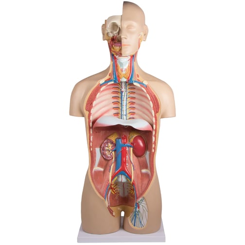 Erler-Zimmer Torso