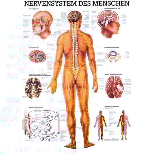 Lehrtafel, Poster - Das Nervensystem des Menschen