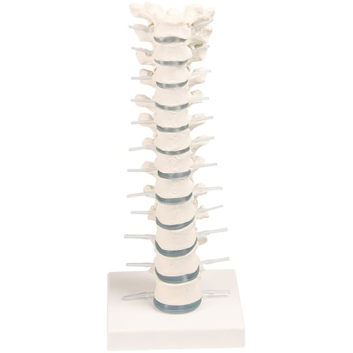 Erler-Zimmer Brustwirbelsäule