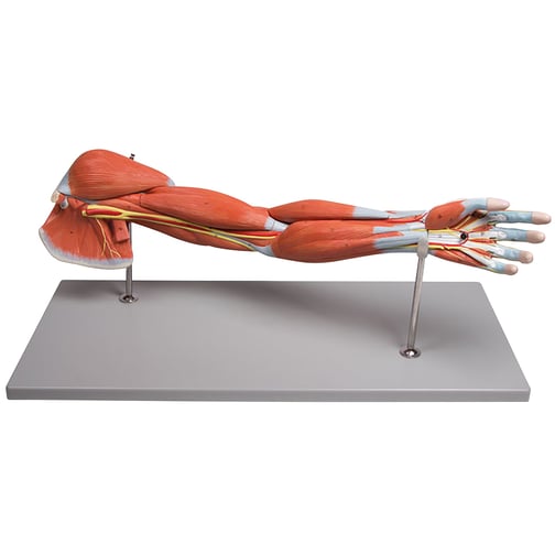 Erler-Zimmer Armmuskulatur, 7-teilig