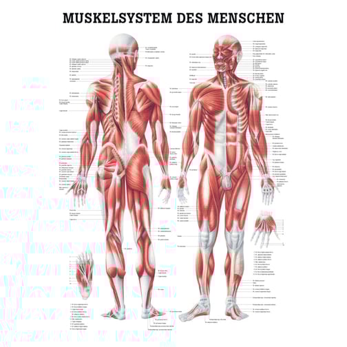 Lehrtafel, Poster - Muskelsystem des Menschen