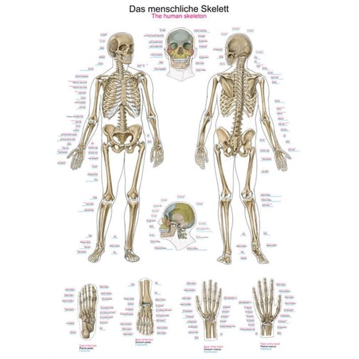 Lehrtafel - Das menschliche Skelett