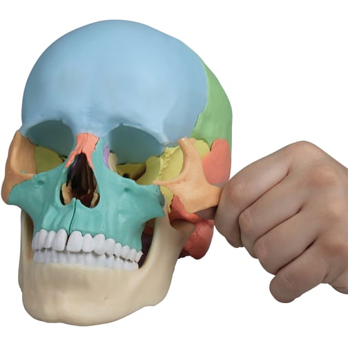  Augmented Anatomy