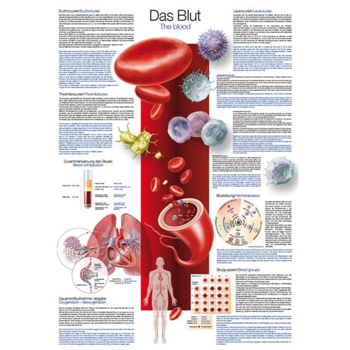 Lehrtafel - Das Blut