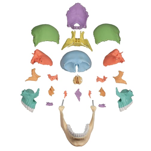 Erler-Zimmer Osteopathie-Schädelmodell