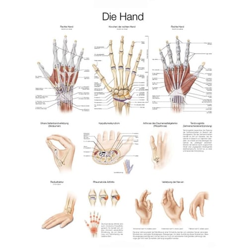 Lehrtafel - Die Hand