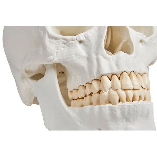  Augmented Anatomy