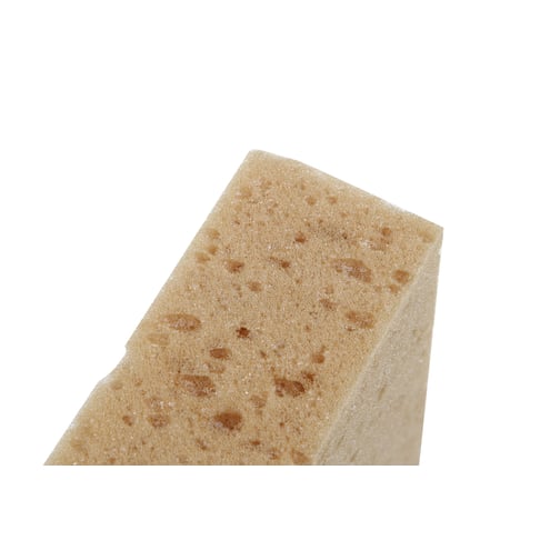 Tafelschwamm