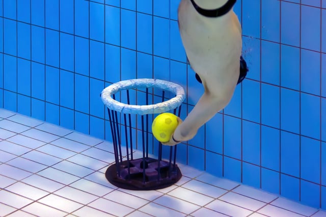 Unterwasserrugby: Ballsport trifft Tauchsport | K&uuml;bler Sport