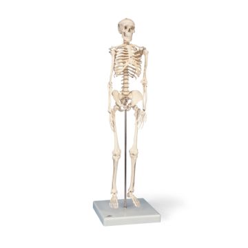 Mini-Skelett Shorty