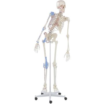 Erler-Zimmer Skelett Max, beweglich