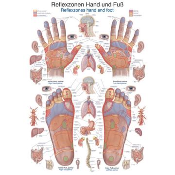 Lehrtafel - Reflexzonen Hand und Fuß