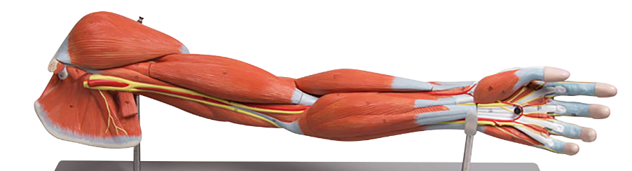 Abbildung eines anatomischen Armskeletts als Modell für den Therapiebedarf